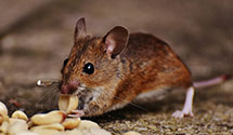 24 Hour & Emergency Exterminators in Georgetown, TX